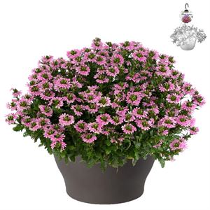 Bild von Hp30 XXL Scaevola Pink